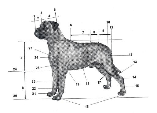 BULLMASTIFF NOMENCLATURA CINÓFILA UTILIZADA NESTE PADRÃO 1 Trufa 13 Perna 25 Braço 2 Focinho 14 Jarrete 26 Ponta do esterno 3 Stop 15 Metatarso 27 Ponta do ombro 4 Crânio 16 Patas 5 Occipital 17