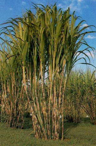 Biodiesel Óleos Vegetais ou Etanol Anidro Gordura