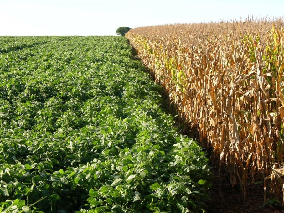 PRODUTIVIDADE E AUMENTO DA OFERTA LIMITES IMPOSTOS AOS GANHOS DE PRODUTIVIDADE PELA FISIOLOGIA VEGETAL, PELA