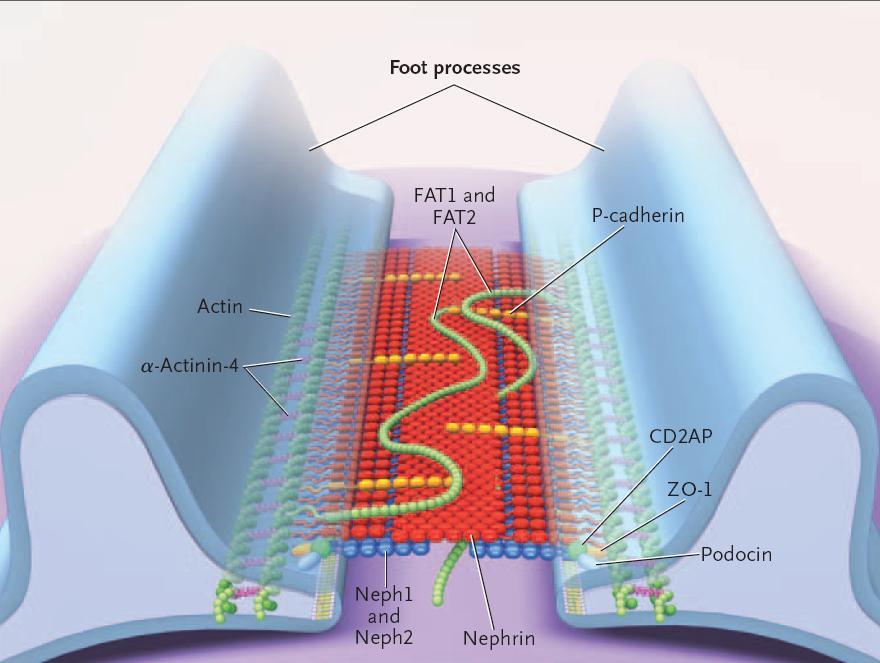 THE PODOCYTE SLIT