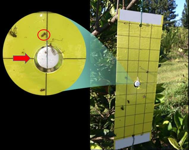 Táticas de manejo