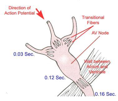 Condução no nodo A-V: retardo na condução Parede septal posterior do a trio direito, imediatamente atra s da va lvula tricúspide e