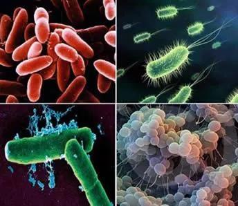 Introdução e objetivos MICROSCÓPIO DE LUZ Muitos dos seres