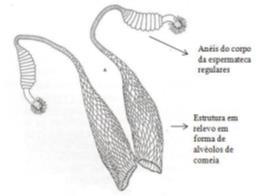 Figura 23 Espermateca de Phlebotomus ariasi