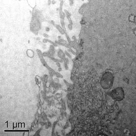 c) grânulos corticais isolados e alinhados com a membrana plasmática (setas)