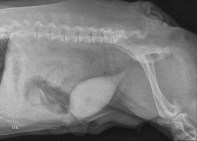 Posteriormente foi realizado o procedimento cirúrgico de cistectomia para excisão completa do tubo uracal, incluindo umbigo e pele. A hérnia umbilical foi corrigida no mesmo procedimento.