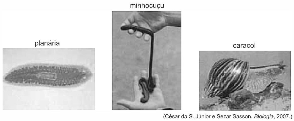 a) Explique o que significam as curvas 1 e 2 e qual delas melhor representa a ideia de Charles Darwin expressa no texto. b) Sabe-se que o crescimento populacional é determinado por taxas.