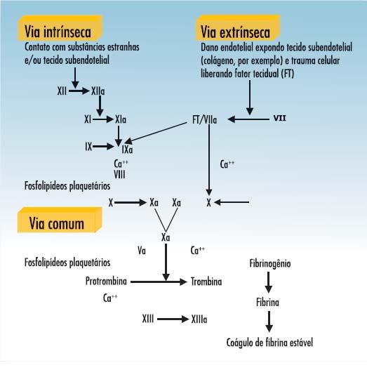 ( via final comum ). Na via extrínseca, o fator VII plasmático ativa diretamente o fator X.