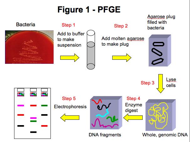 Pulsed Field Gel Electrophoresis the microorganism