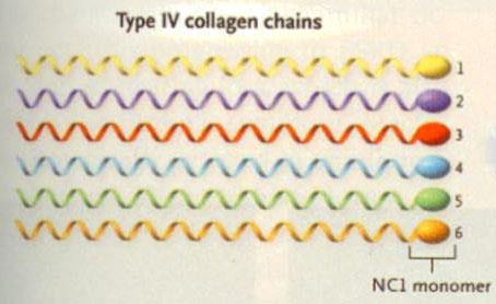 Colágeno IV Cadeia cromossomo gene 1 13q34 COL4A1 2 13q34
