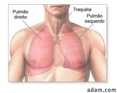 Objetivos da Respiração Prover oxigênio