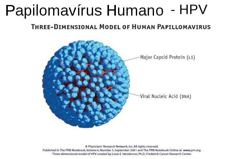 Vírus HPV