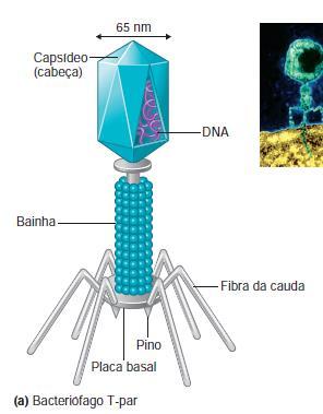 Vírus Características Únicos organismos Acelulares Possuem uma organização estrutural