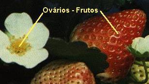 Frutos