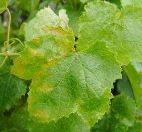 Míldio (Plasmopara viticola) Reduz o volume de colheita Origina desfoliação Diminuição da área foliar Diminui a eficiência