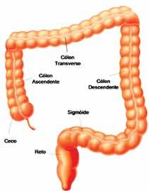 FIGURA 44 - Desenho esquemático do intestino delgado Fonte: pt.wikipedia.org. Intestino grosso O intestino grosso tem comprimento de 120 cm a 150 cm, com 6 cm de diâmetro.