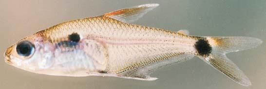 Phenacogaster wayana difere das espécies do complexo P.