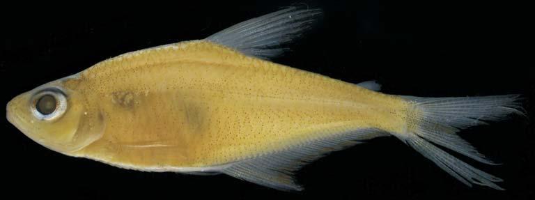 Phenacogaster carteri: (28) BMNH 193