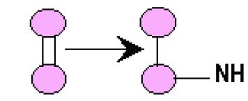 Classe 4 Liases Classes das enzimas Formam ou destroem ligações duplas, respectivamente retirando ou adicionando grupos funcionais.