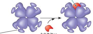 Controle Alostérico a ligação do inibidor alostérico estabiliza a forma inativa da enzima