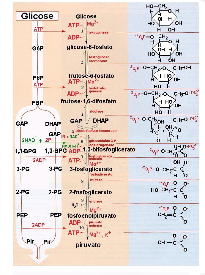 energia Via glicolítica Glicose 2lactato + H + G = -196 kj mol -1 de glicose 13 13 Enzimas As reações químicas que