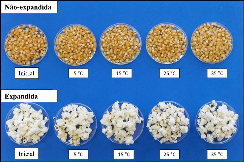 expndidos, pós 6 meses de rmzenmento, de cordo com o umento d tempertur utilizd. Após expnsão, oserv-se um pequen redução do tmnho d flor de pipoc, de cordo com umento d tempertur de rmzenmento.