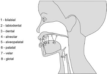 Conceitos fundamentais de Fonética Articulatória Figura 1.17 Pontos de articulação do trato vocal. A Figura 1.
