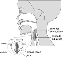 Conceitos fundamentais de Fonética Articulatória Figura 1.2 Sistema fonatório com destaque para as cavidades supra e subglóticas. A Figura 1.