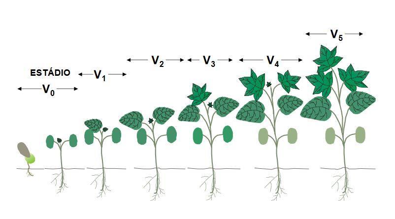 Marur & Ruano, 2004 - De V 0 a B 1 = 27 a 38 dias - Crescimento radicular ocorre até o florescimento - Favorecer o crescimento radicular -