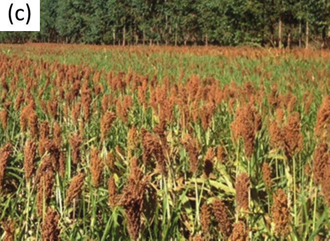 Tabela 3. O manejo dessas plantas de cobertura pode ser mecânico, por meio de rolo- -faca, roçadeira ou triton; e químico, com aplicação de dessecantes/herbicidas.