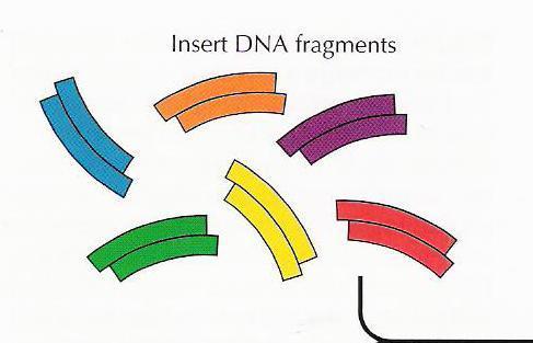 DNA