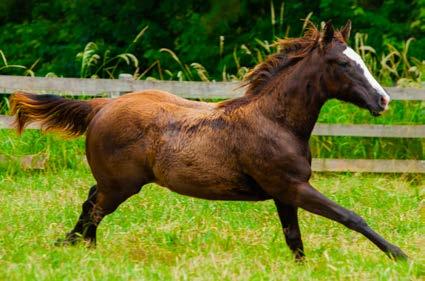 04 PISTOLEIRA GRANITE Em andamento F ZAINO 25/07/2018 PURO Vendedor: STUD CHA CHA CHA GRANITE LAKE SWEET CRUISIN CLEVER MISS VALIANT HERO SWEET AS CASH DASH FOR CASH FIRST PRIZE ROSE KASKASKIA