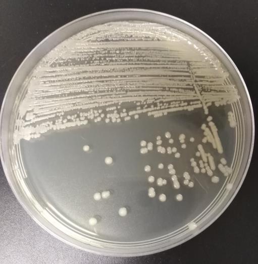 3.2. Crescimento bacteriano Todos os isolados bacterianos cresceram em meio TSA à exceção do isolado Kp1 e Kp6.