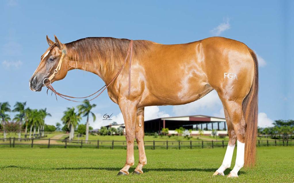 038,000, CAMPEÃO MEMPHIS OPEN FUTURITY. SEUS FILHOS GANHOS DE MAIS DE U$ 40 MILHÕES E 7.823 PTS AQHA, PRODUTOR, DENTRE OUTROS, DE: SPECIAL NU BABY U$481.