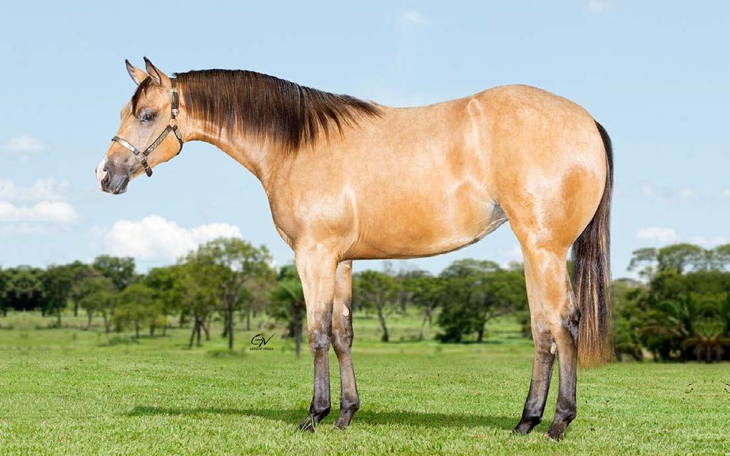 SEUS FILHOS SOMAM MAIS DE 486 PONTOS NA ABQM NO LAÇO COMPRIDO É PAI DE * SISSY SAN BELL - ATUAL CAMPEÃ NO POTRO DO FUTURO 2018 *SHINERS HUSSY 53 PTS RMT SUPERIOR, BI CAMP.