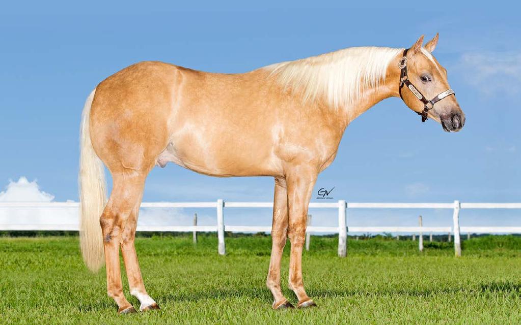 GOLDEN CHEX ONLINE: IMPORTADO FILHO DE BIG CHEX TO CASH, GANHADOR DE U$ 220,160, RES CAMPEÃO FUTURITY, RES CAMPEÃO DERBY 2007, PRODUTOR DE MAIS DE U$ 500,000 COMO BIG CREME CHIC, U$ 49.