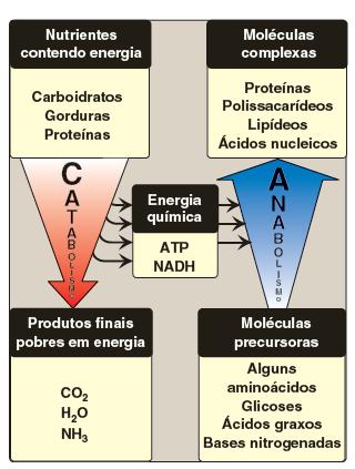 Metabolismo Somatória de todas as transformações químicas de uma célula ou organismo responsáveis pela manutenção das características dos seres vivos