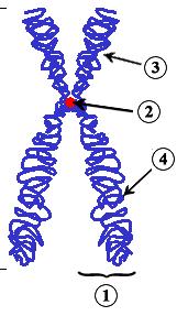 Estrutura dos Cromossomos Região dos genes