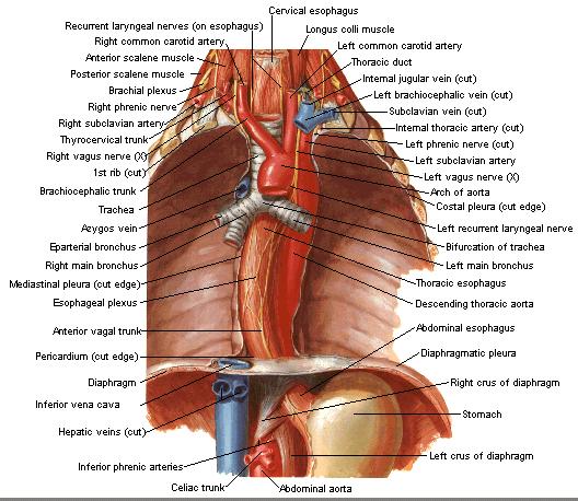ANATOMIA Tubo fibro-músculo-mucoso entre a faringe e o estômago.