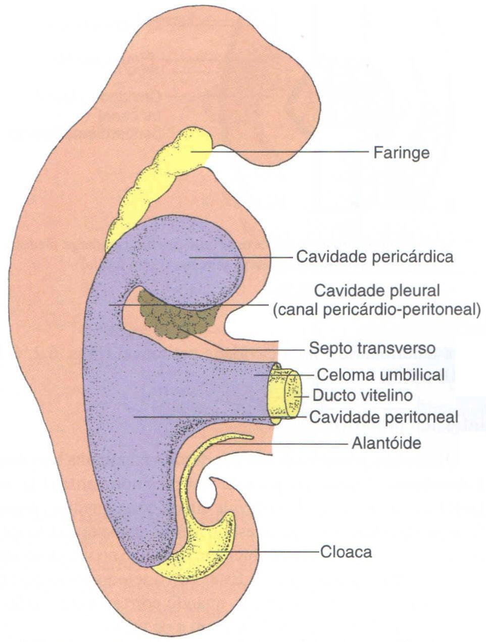 Cavidades corporais Celomas pericárdico