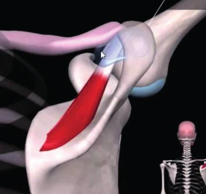 - Região retroglossal; - Processo coracoide; - Índice de PAVLOV; - Base da epiglote.