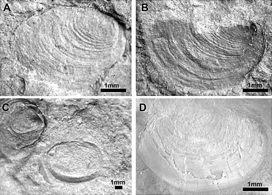 Christian C. Born et al. Figura 17 - Conchostráceos identifi cados nos sedimentos lacustres. A) Cyzicus pricei B) Cizycus mawsoni. C) Cizycus brauni. D) Estheriina astartoides.