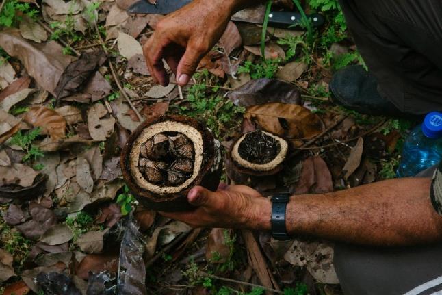 06h30 - Caminhada na selva para ver insetos e coletar frutos. 15h00 - Pescaria para o jantar (Tucunaré, piranhas e peixe liso).