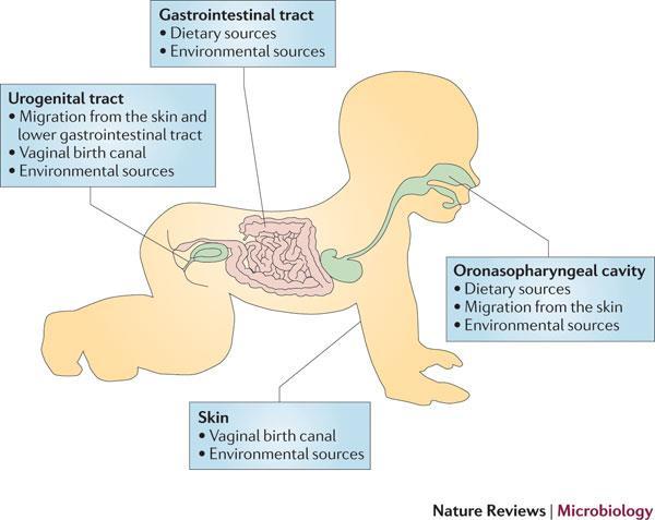 Probióticos Prebióticos 8 FORMAÇÃO DA MICROBIOTA NO HOMEM