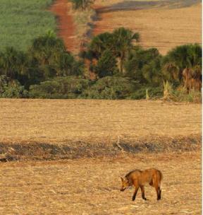 Principais resultados Estas matas exercem importante função na manutenção da fauna; A matriz do entorno