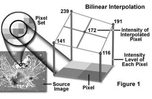 MÉTODOS DE REAMOSTRAGEM Interpolação Bilinear (Bilinear Interpolation) Utiliza três