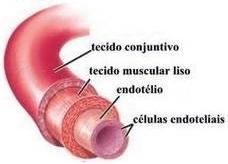 1. Artérias elásticas (condutoras): aorta carótida e subclávia, ilíacas e tronco pulmonar a.