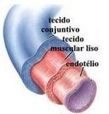 VEIAS 1. Veias grande calibre: cavas, pulmonares, porta, renal, jugular interna, ilíaca. a. Túnica íntima: endotélio + subendotélio Possuem válvulas, preenchidas por conjuntivo fibroelástico.