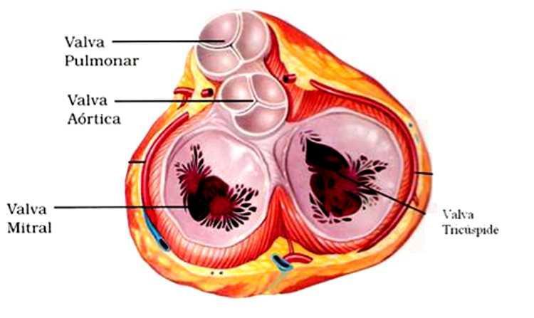 Esqueleto fibroso cardíaco: tecido conjuntivo denso As