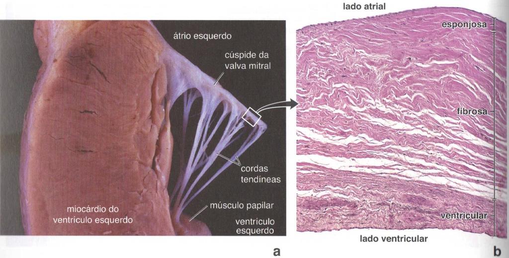 Valva mitral Camada esponjosa: endotélio + tec conjuntivo frouxo, absorve choques, atenuando as vibrações associadas ao fechamento da valva Camada fibrosa: